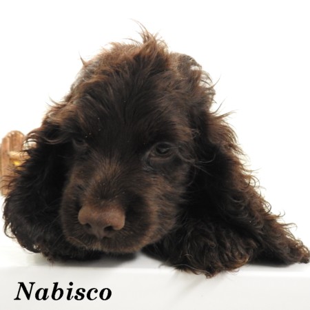 puppy, for, sale, Cocker Spaniel, Joe & Cherri  Overlease, dog, breeder, Miller, MO, dog-breeder, puppy-for-sale, forsale, nearby, find, puppyfind, locator, puppylocator, aca